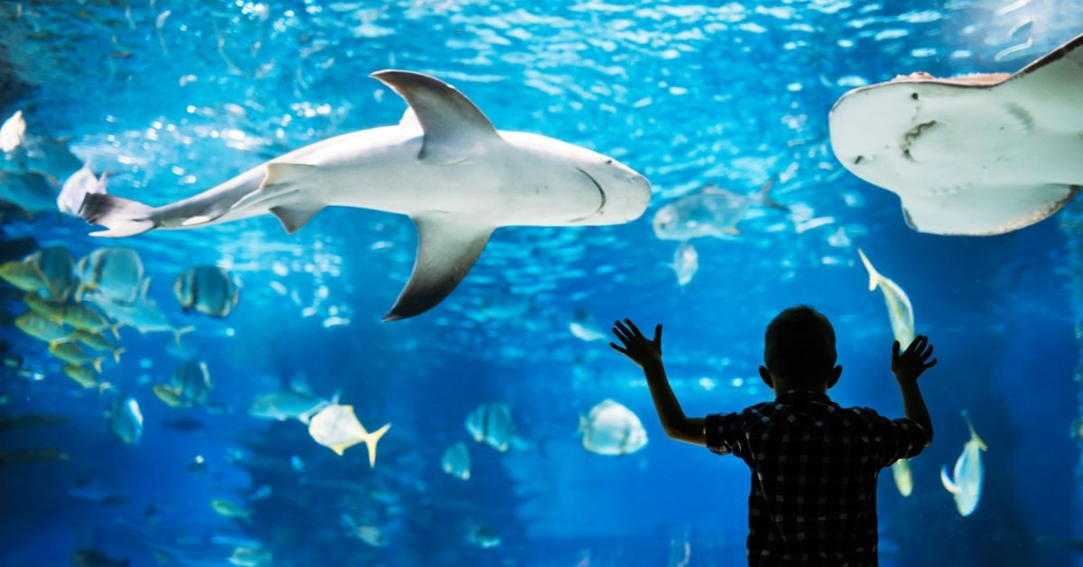 La notte con gli squali Genova (2)