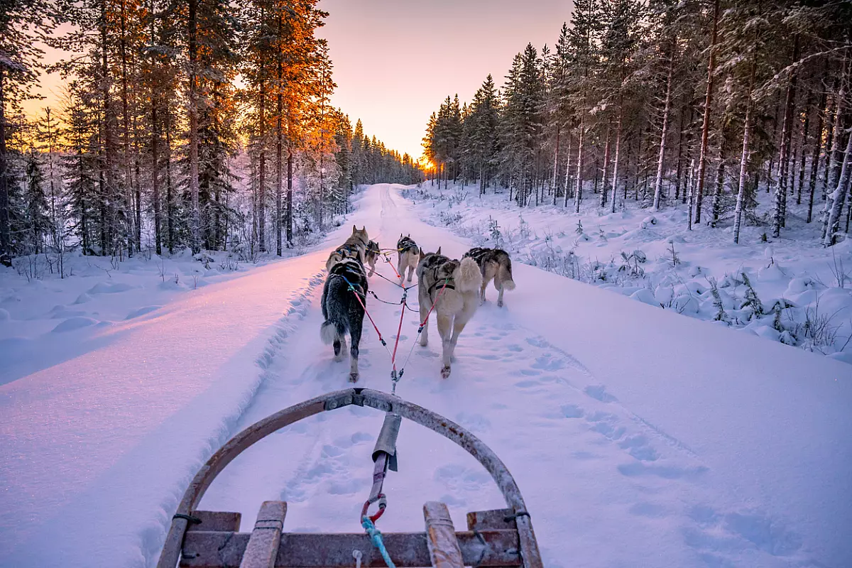 sleddog in slitta con i bambini