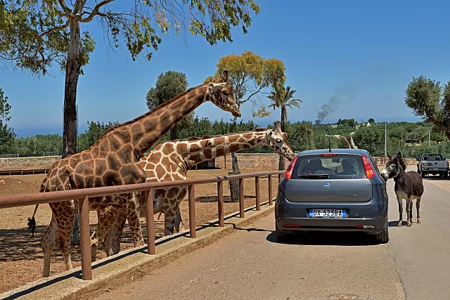zoosafari fasano