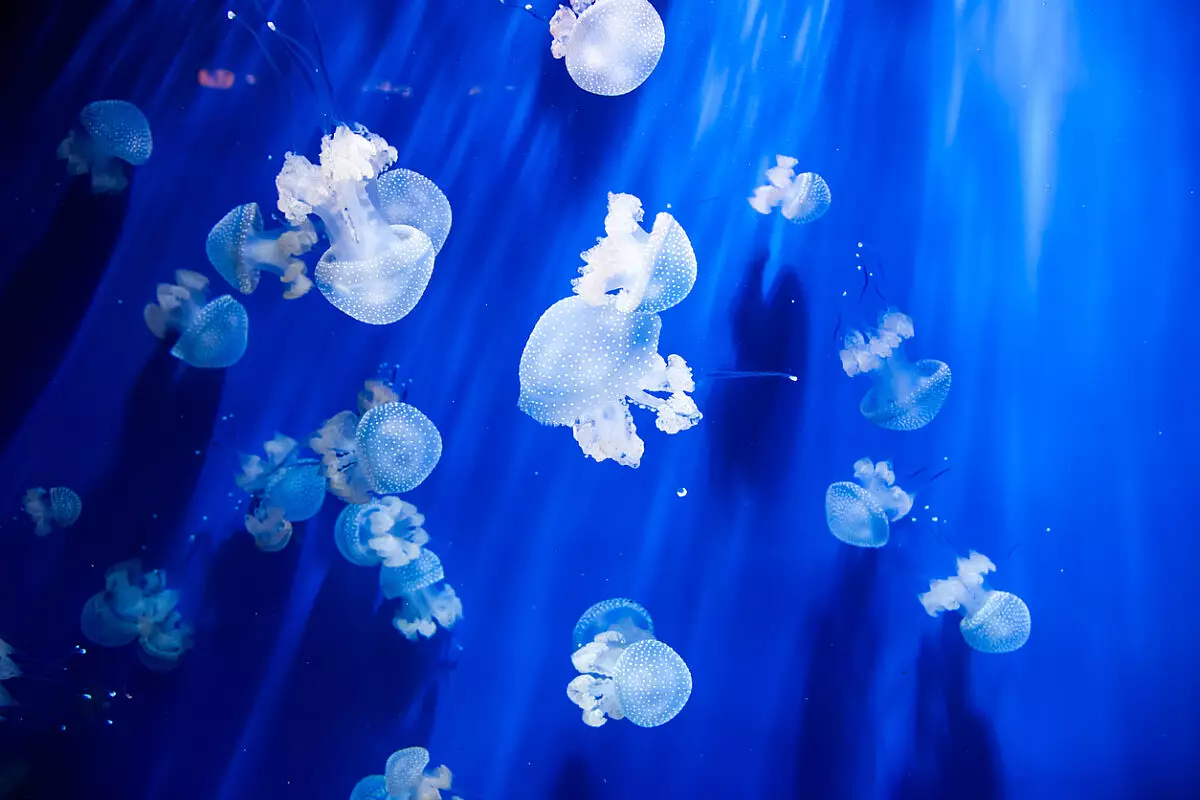 acquario di genova