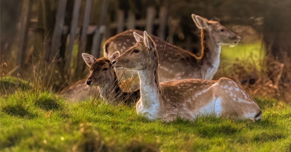 cosa-vedere-villetta-barrea