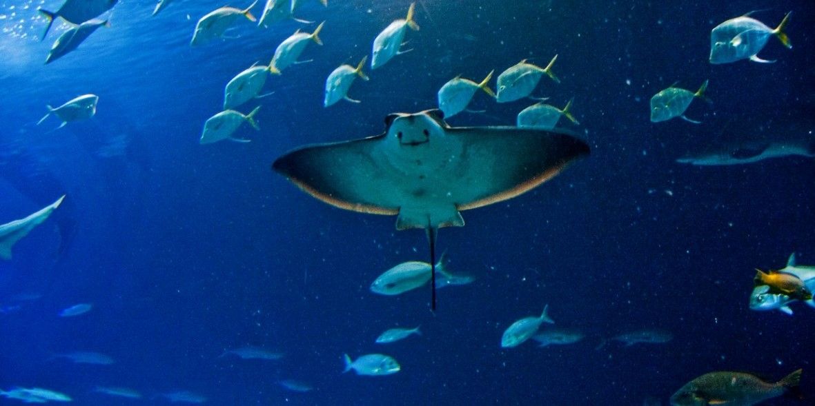 oceanographic di valencia