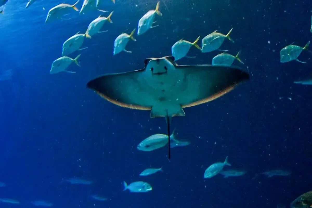 oceanographic di valencia