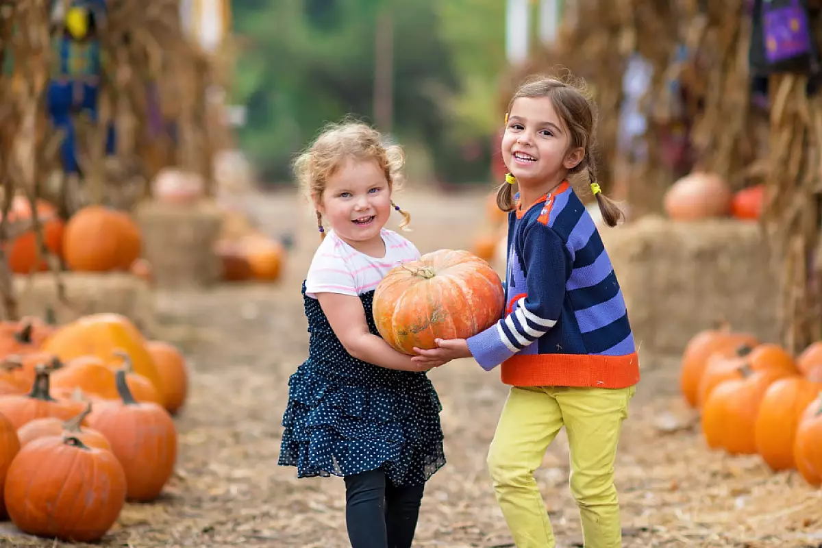 pumpkin-patch