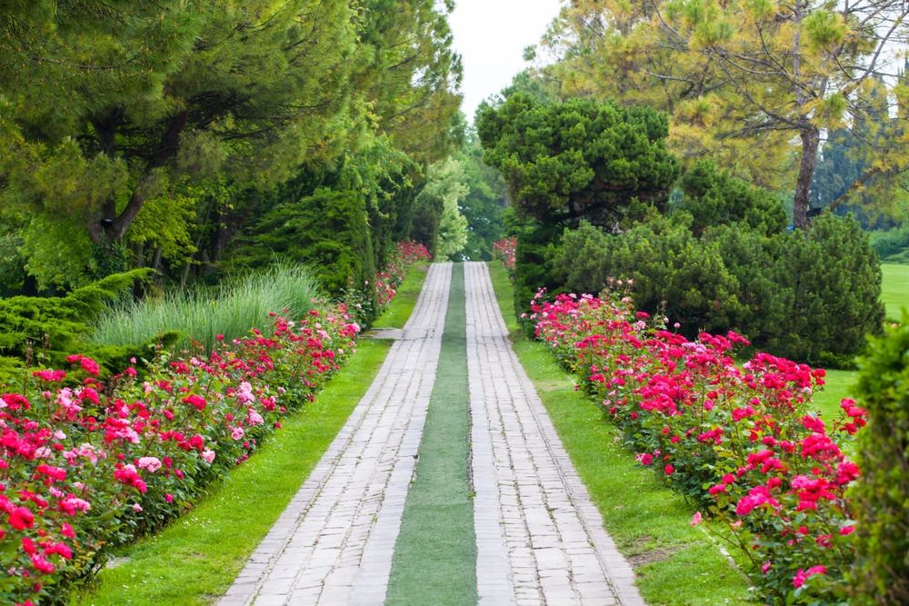 viale delle rose