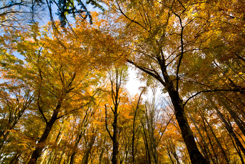 Foliage Gargano