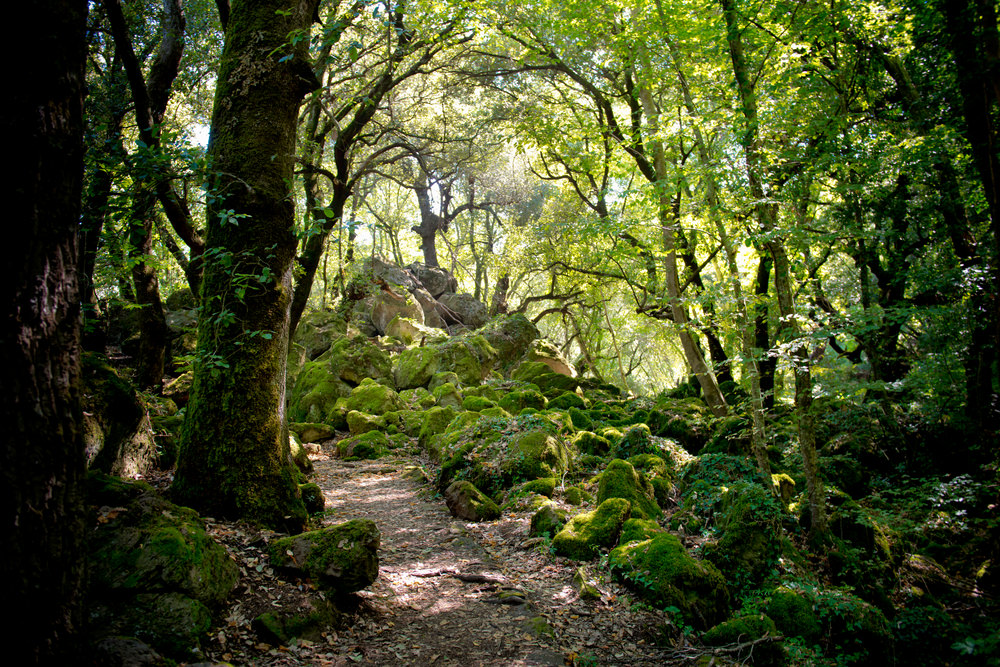 Bosco del Sasseto, Torre Alfina