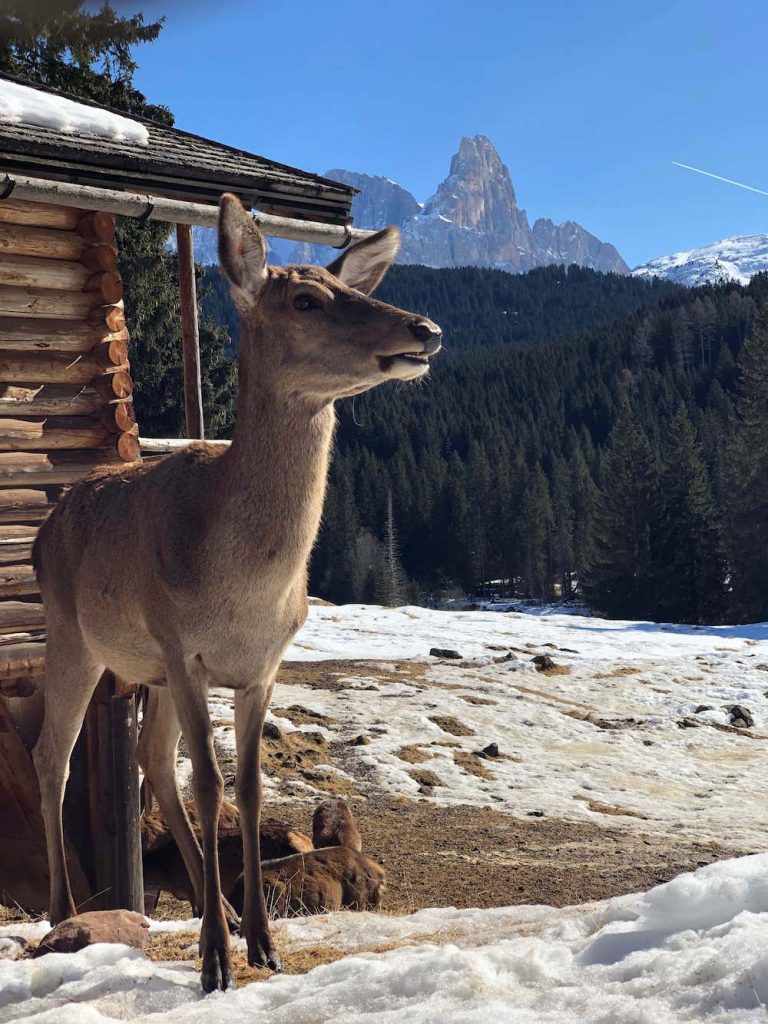 Vacanze in montagna con bambini