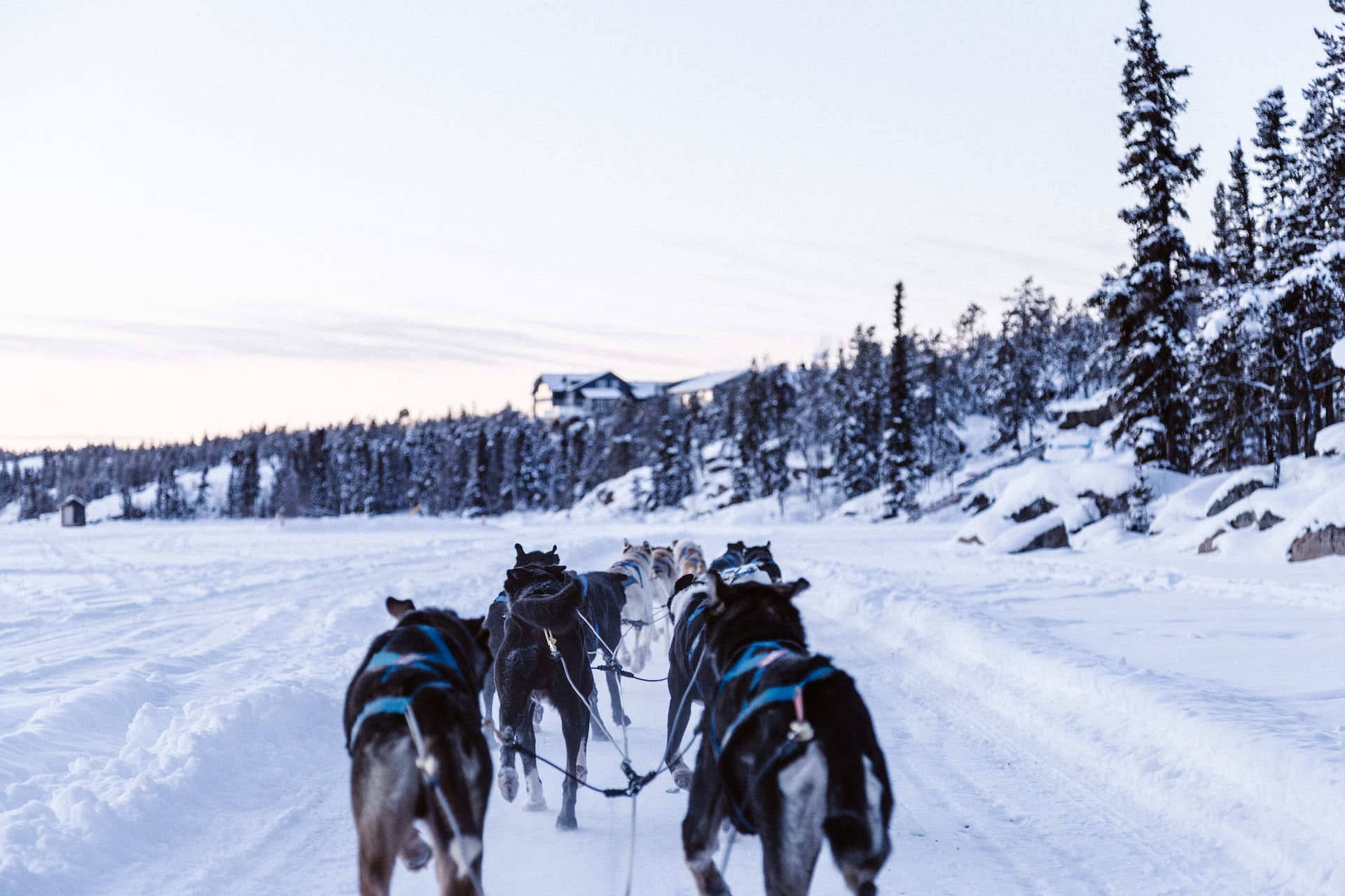 sleddog in slitta con i bambini